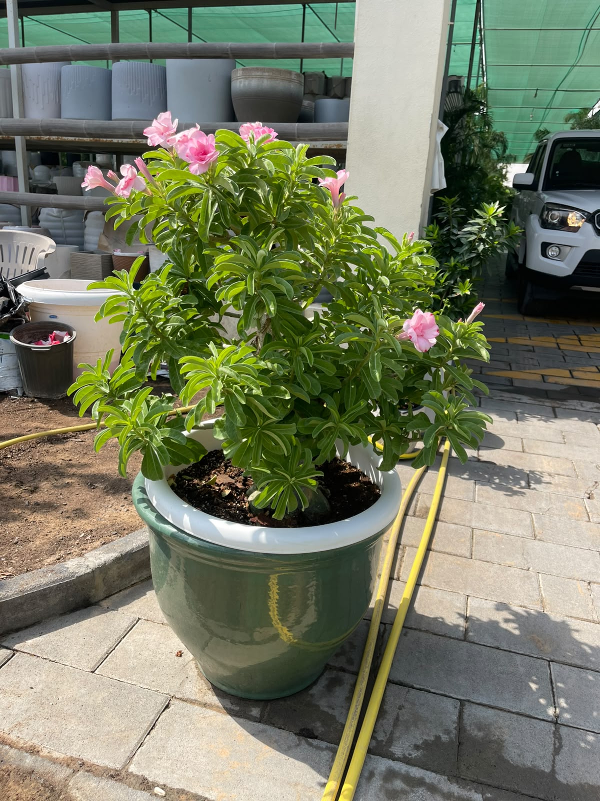 Desert Rose LARGE in XL Ceramic Pot Overall | 1.1 mtr - 1.3 mtr | Large Outdoor Plant | Adenium Obesum | plantmartae.com