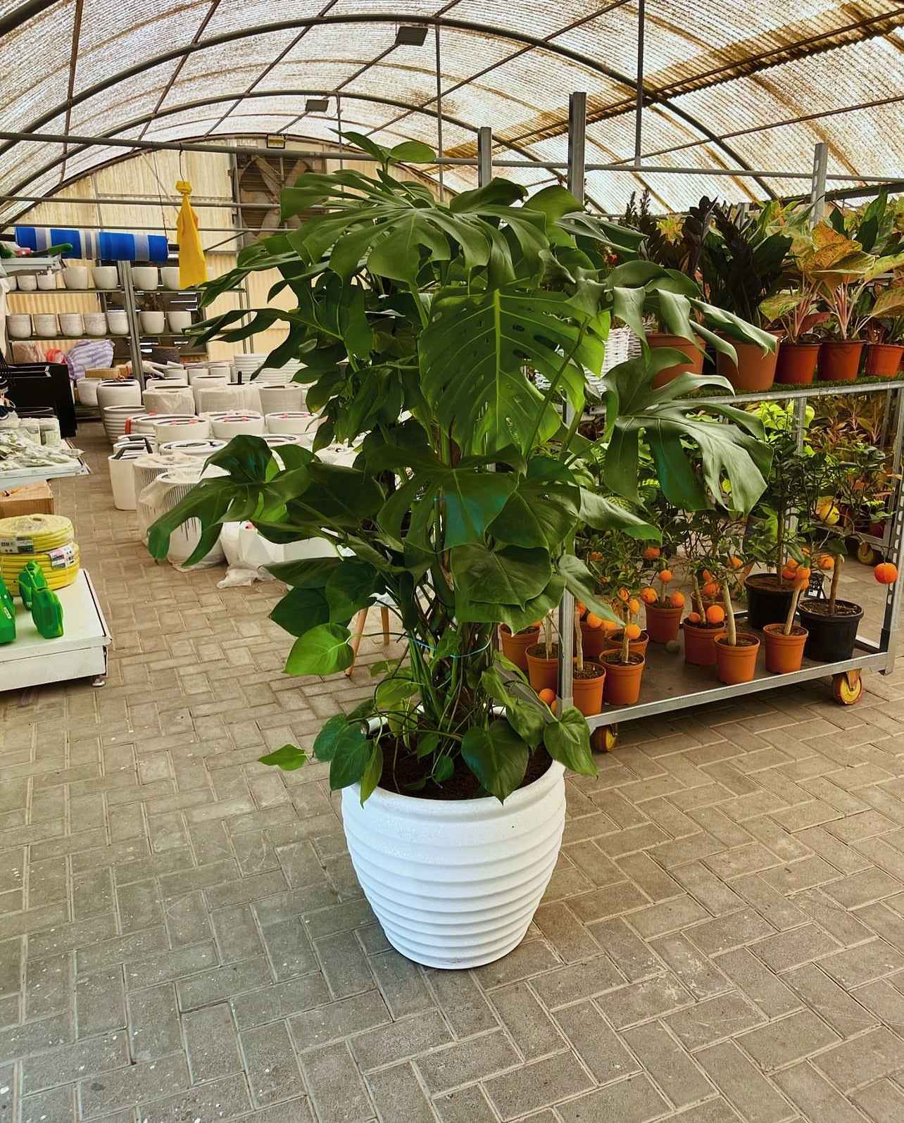 Monstera XL 160cm-170cm in FiberClay Pot Ceriman, Swiss Cheese Plant, Monstera, Mexican Breadfruit, Delicious Monster, Split-leaf philodendron