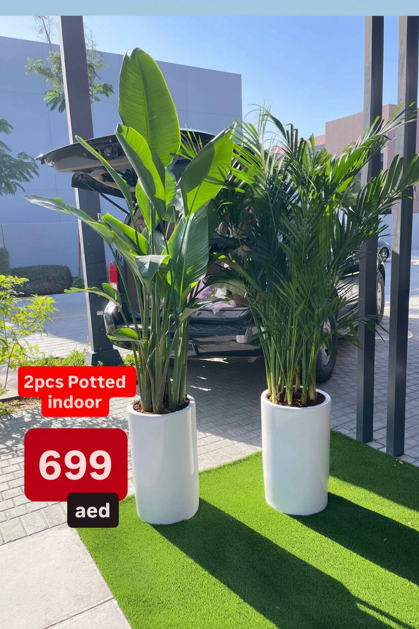 Potted Combo: Bird of Paradise + Areca|Bamboo Palm in Large Ceramic Pots | Indoor Plants