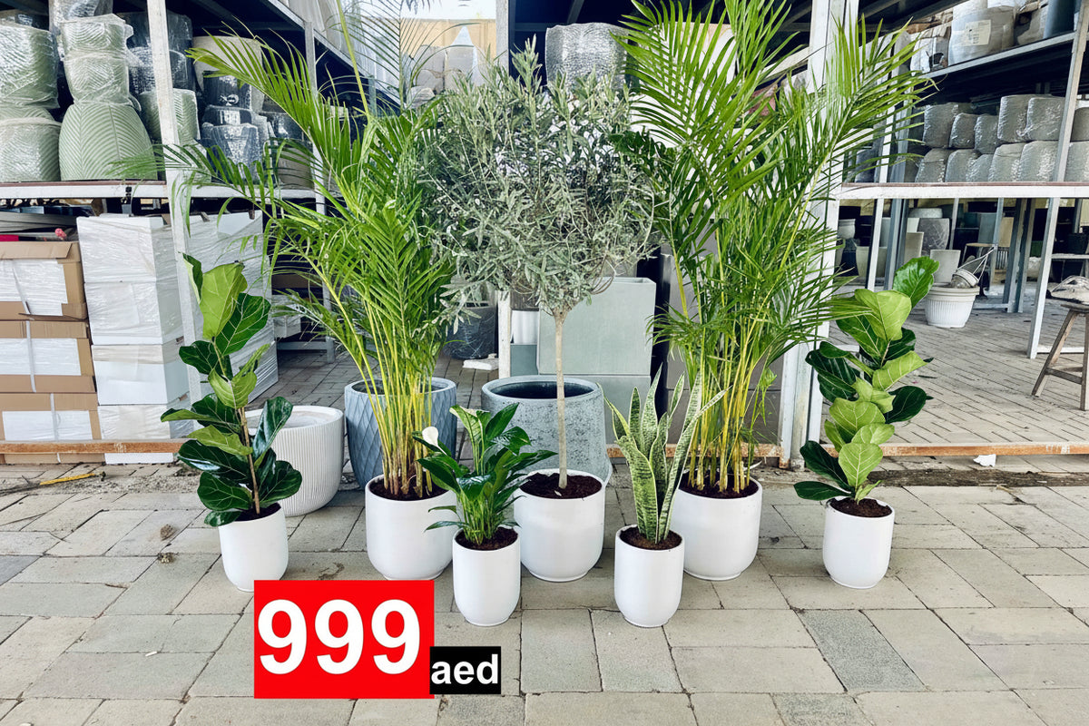 7 Office or Home Plants Potted COMBO: Olive Tree | 2 Areca Palm | 2 Fiddle leaf | Peace Lily | Snake Plant | in CERAMIC Pots