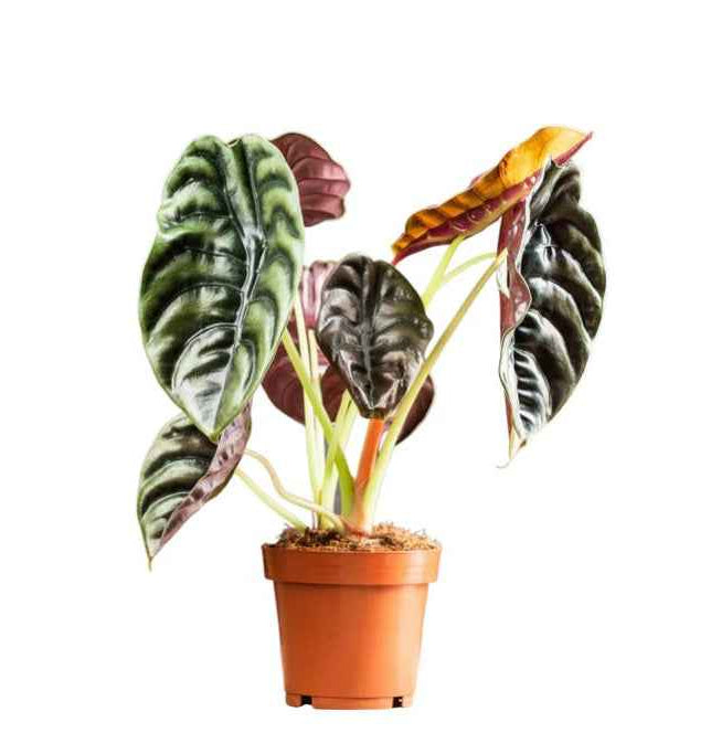 Alocasia 'Red Secret' (Elephant's Ear)
