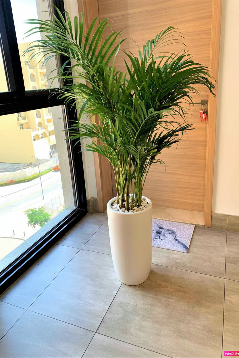 Potted Areca Palm Indoor Plant in Ceramic Pot (150cm-160cm)