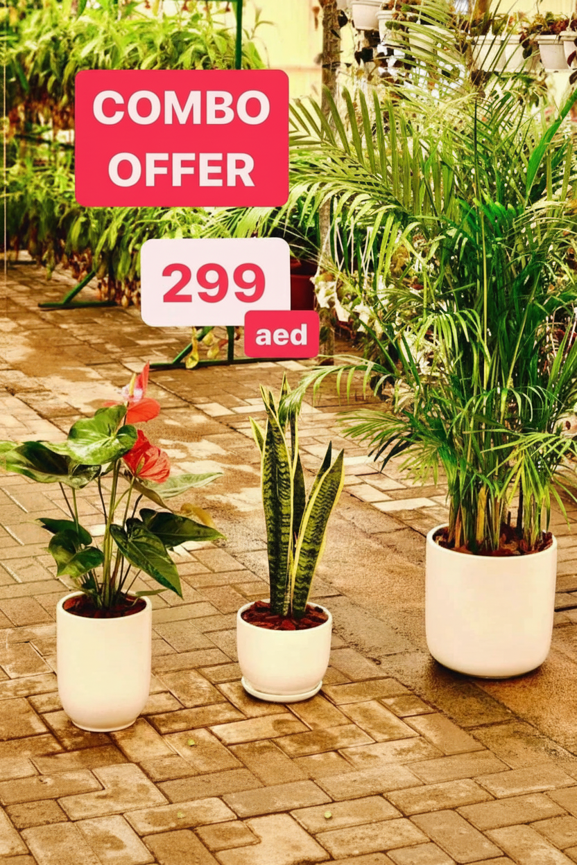 COMBO: 3 Indoor Plants in Pots | Areca Palm | Sanseivieria | Anthurium