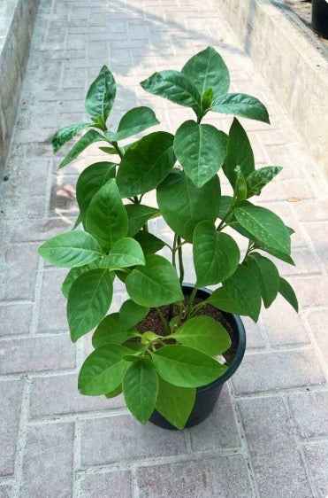 Eranthemum Green 50cm - 60cm