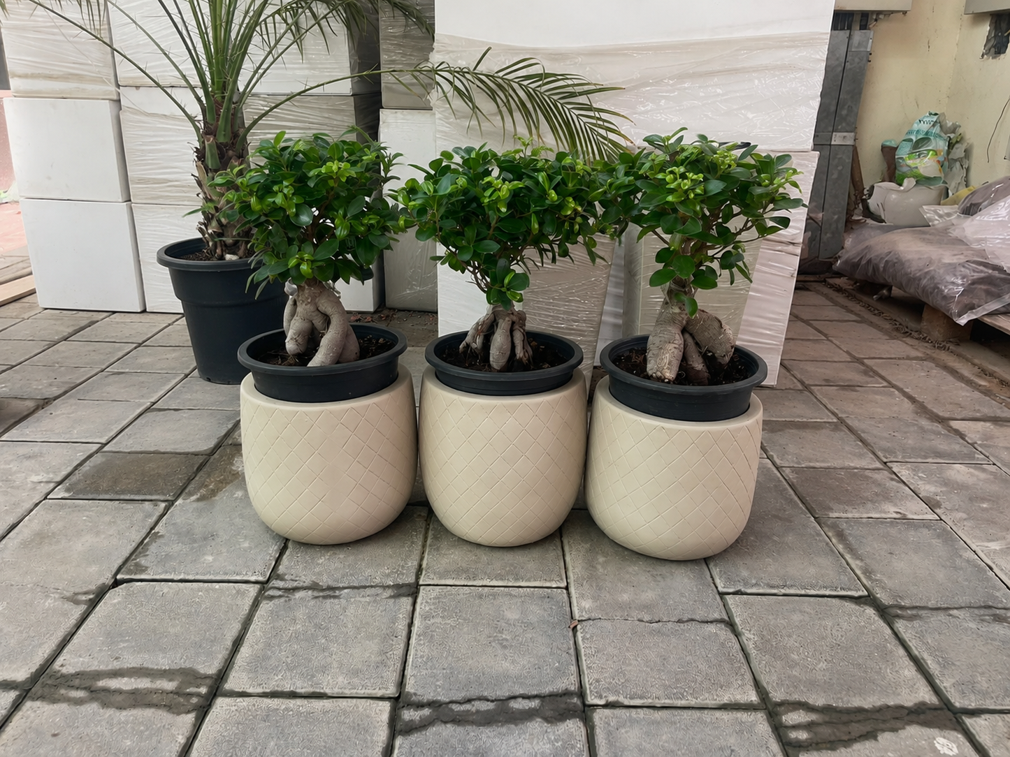 Ficus bonsai
