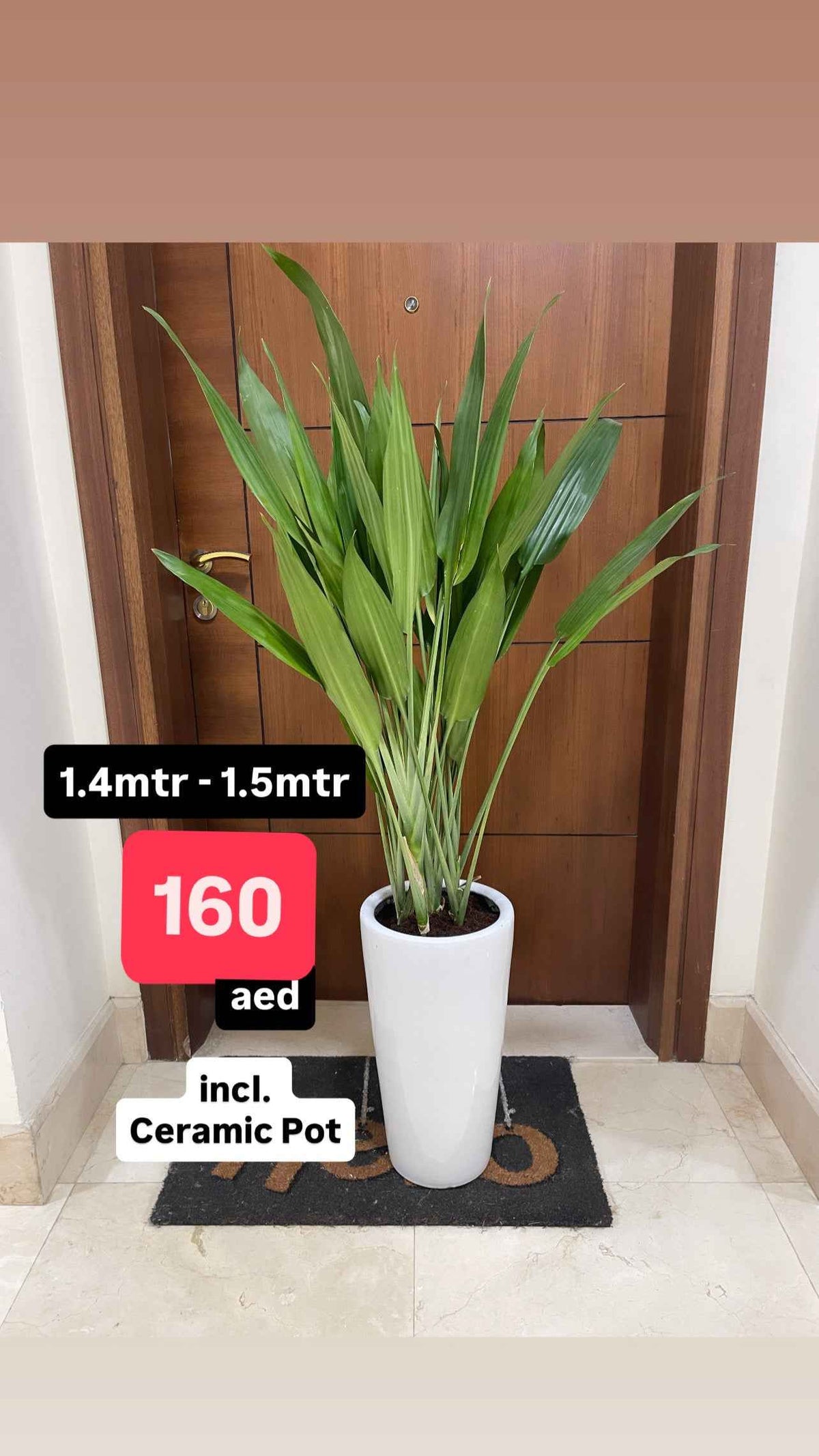Lance Dracaena in Ceramic Pot (150cm+ Overall) | Dracaena Aubryana Indoor Plant | Cast Iron Plant |