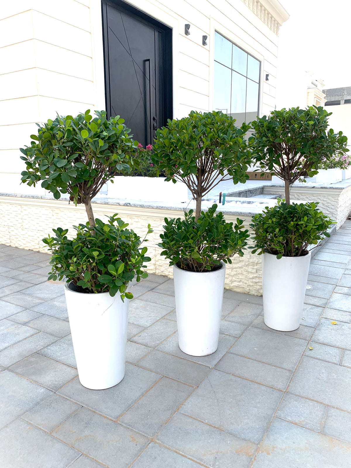 3pcs Potted Ficus Panda Plants 2 Head/Tier Ceramic Pot (L) - Outdoor Plant Set of 3