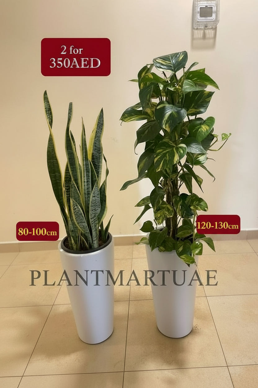 POTTED COMBO: 2pcs Money Plant | Snake Plant in CERAMIC Pots