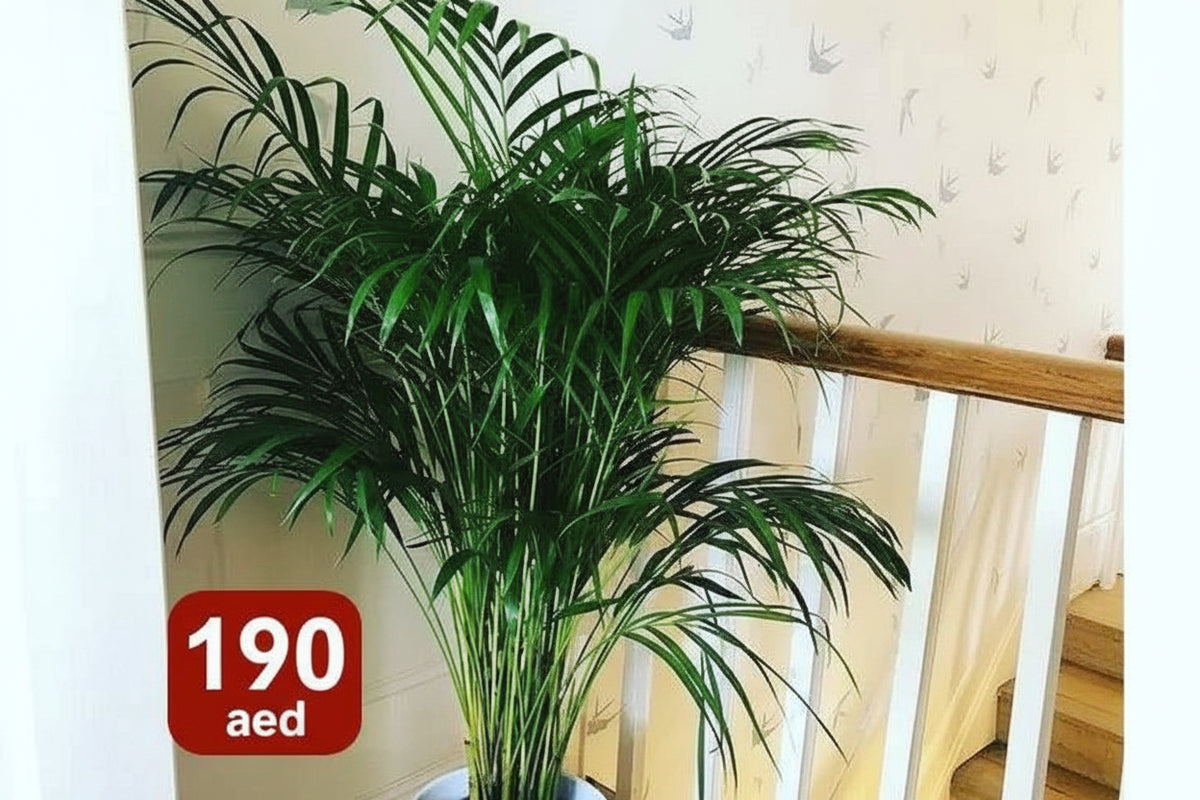 Potted Areca Palm | 150cm-160cm | Ceramic Pot