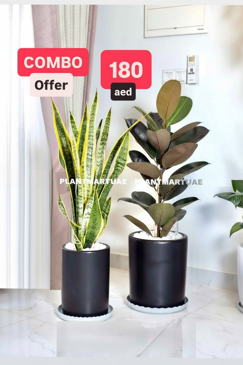 Potted Combo: Rubber Plant + Snake Plant LARGE in Ceramic Pots