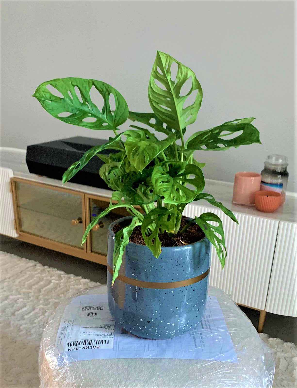 Monstera Adansonii 25cm-30cm | indoor plant | Swiss Cheese Plant | Best Online Plant Shop | PlantMartUAE.com