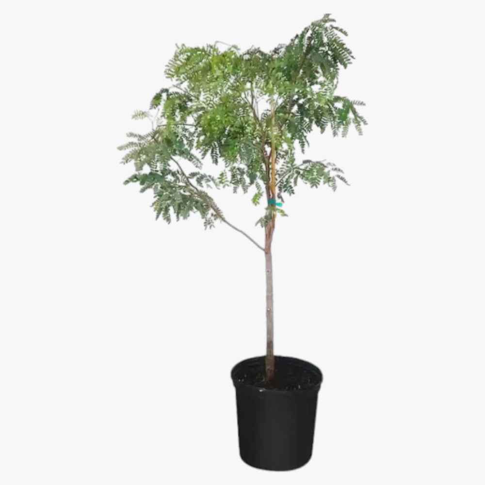 Tamarind Small