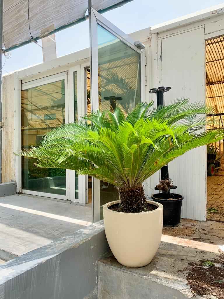 Cycas Revoluta (Sago Palm tree )XL With Ceramic pot