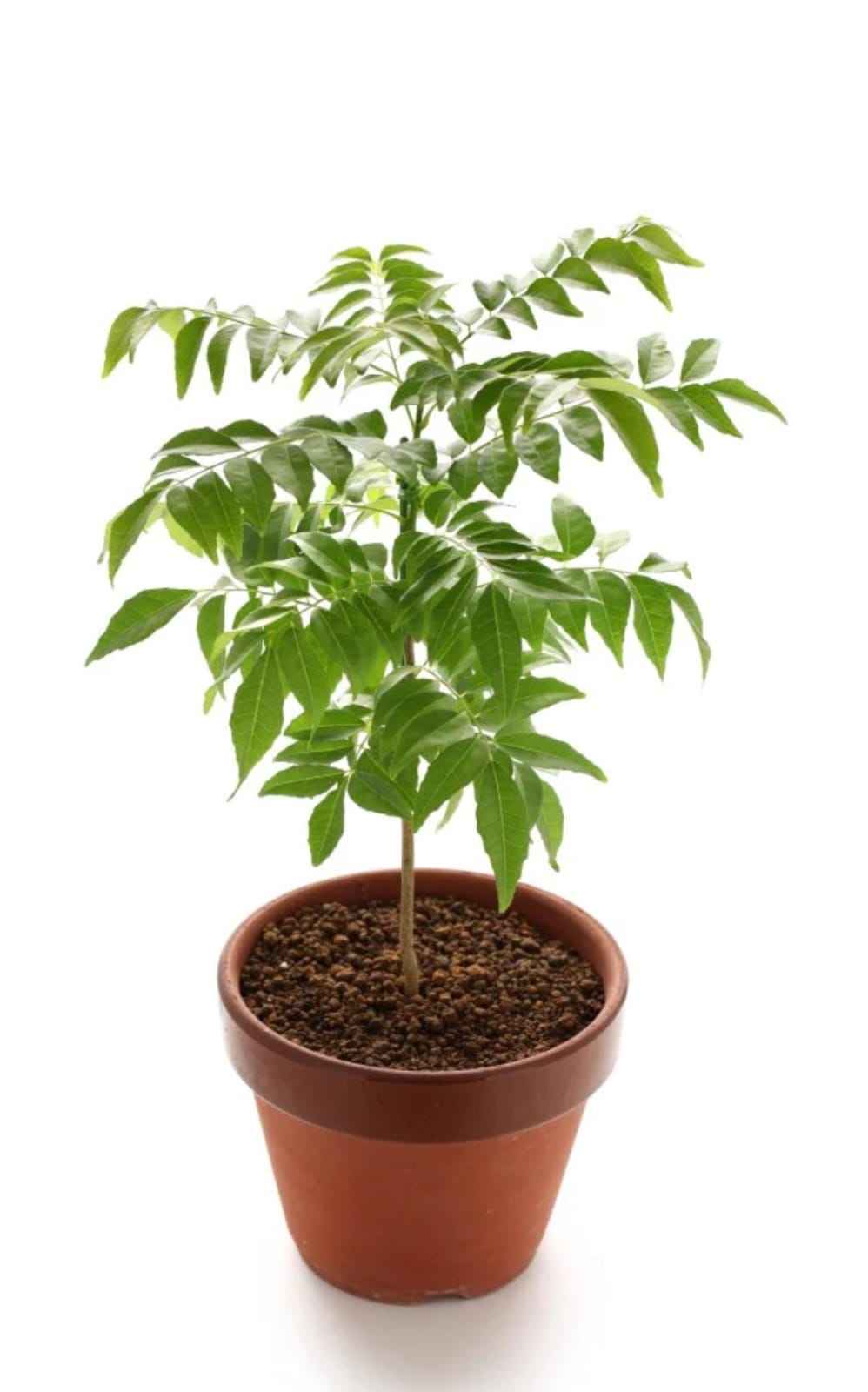Curry Leaves,Kadi patta with pot 30-40 cm