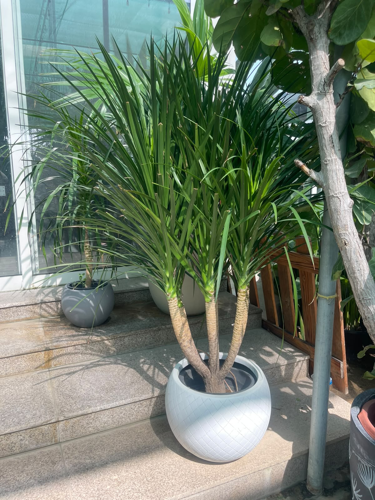 Yucca Multi-Trunk in FiberClay Pot ( overall 160cm-170cm ) | Plantmartae.com