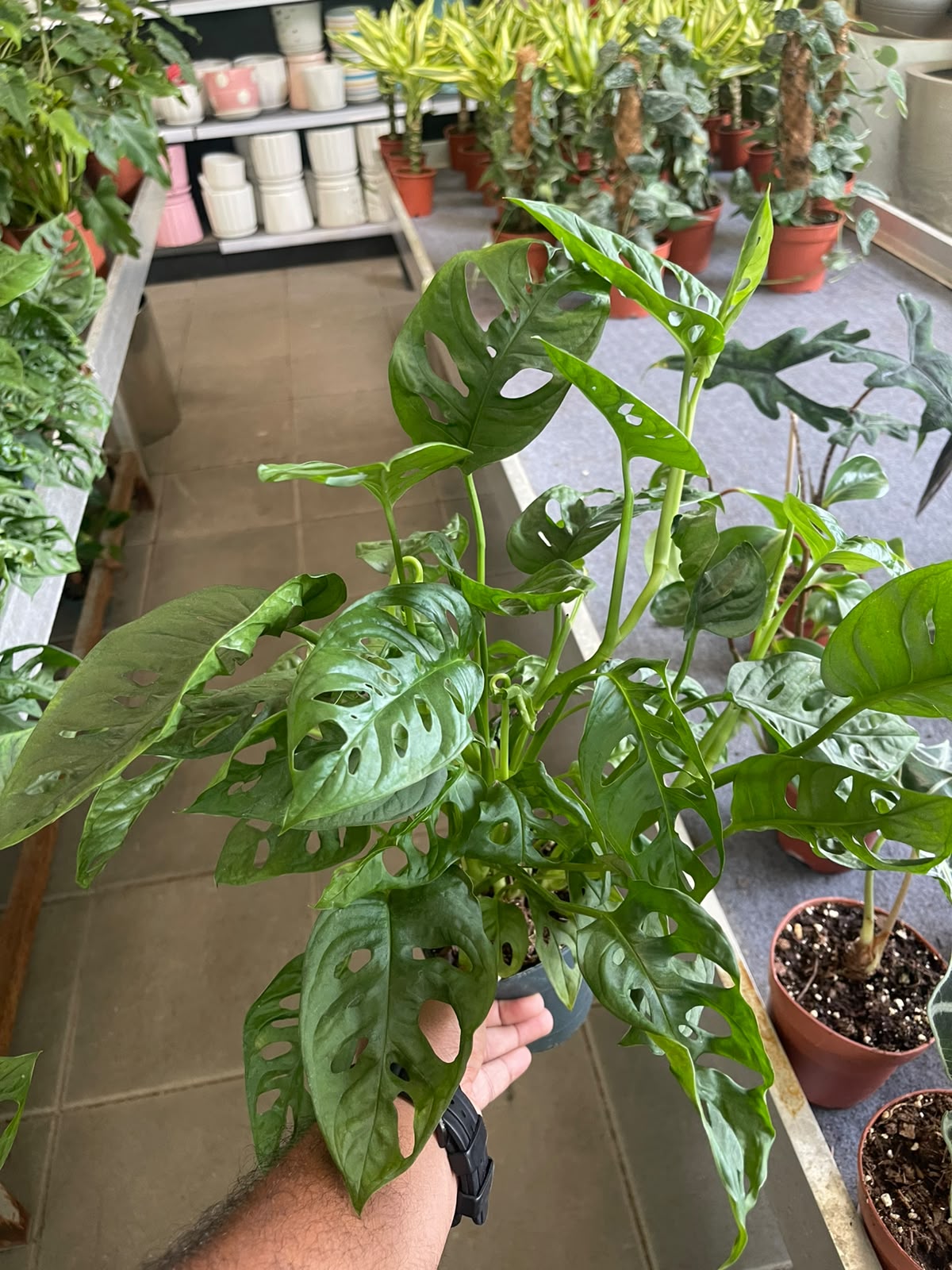 Potted Monstera Adansonii 25cm-30cm in Ceramic Pot | Swiss Cheese Plant for Indoor Spaces | Shop at PlantMartAE.com
