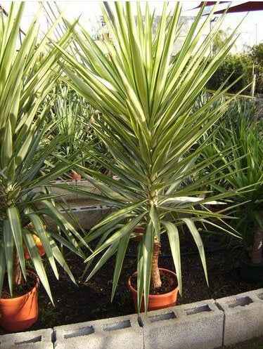 Yucca Jewel Variegated 60cm - 80cm | Outdoor plant | Best Online Plant Shop | PlantMartUAE.com