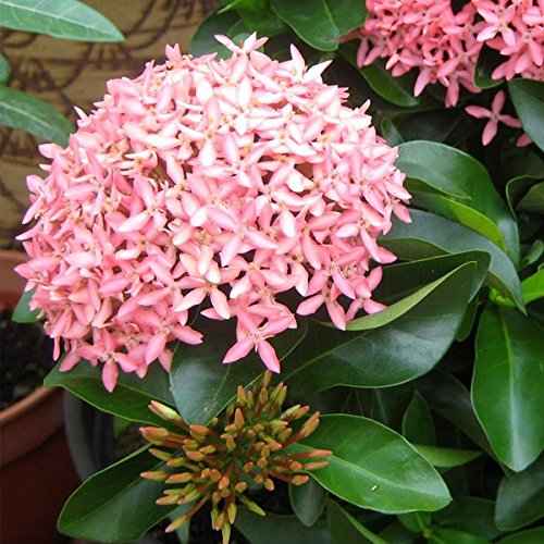 Ixora Coccinea Pink 50cm - 70cm