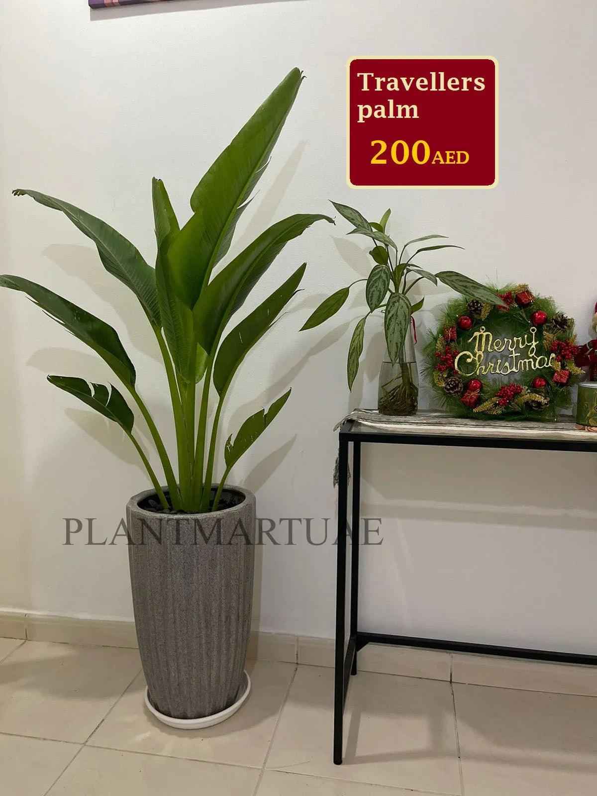 Potted Traveller's Palm 150cm in CERAMIC Pot | indoor & Outdoor plant | Ravenala madagascariensis or traveller’s tree or East-West palm | PlantMartUAE.com