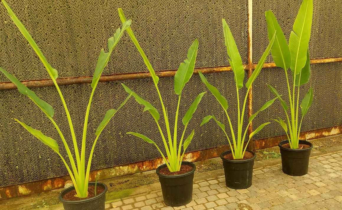 Traveller's Palm 120cm-140cm | indoor & Outdoor plant | Ravenala madagascariensis or traveller’s tree or East-West palm | PlantMartUAE.com