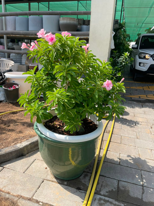 Desert Rose LARGE in XL Ceramic Pot Overall | 1.1 mtr - 1.3 mtr | Large Outdoor Plant | Adenium Obesum | plantmartae.com