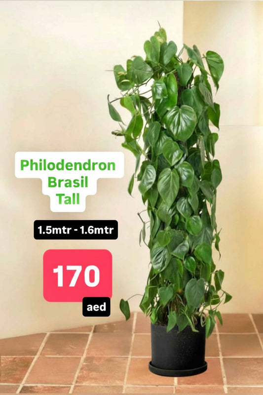 Philodendron Brasil Tall 1.5 mtr - 1.6 mtr