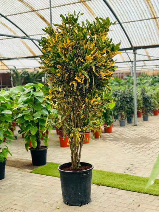 Croton Banana Yellow Plant 1.8mtr “Indoor & Outdoor”