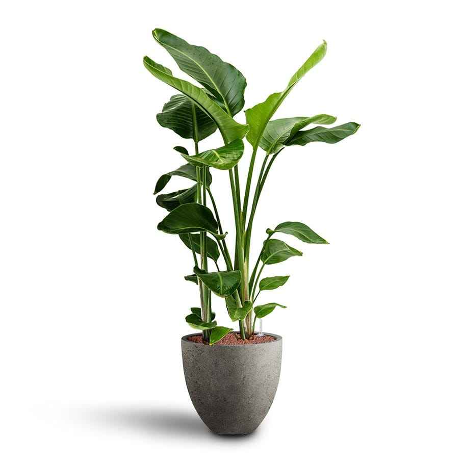 Set of 2 Potted - Areca Palm + Bird Of Paradise in Ceramic Pots