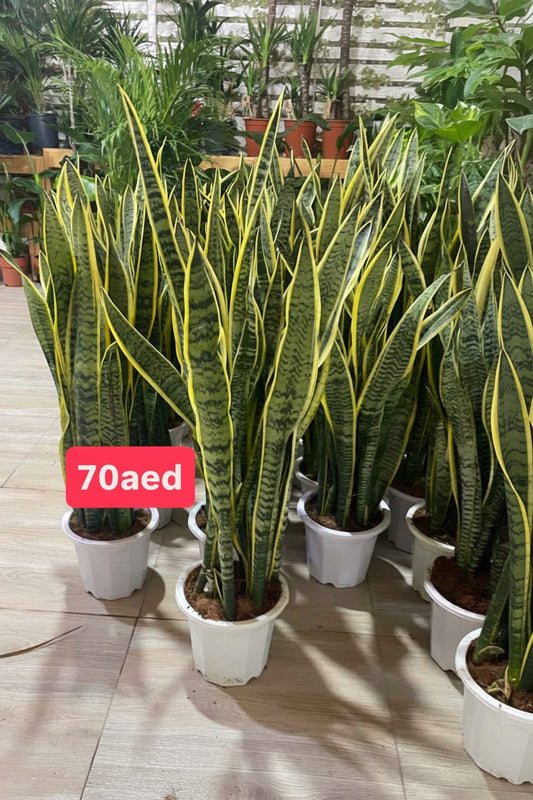 Sansevieria XL 1mtr indoor Holland plant / Snake Plant