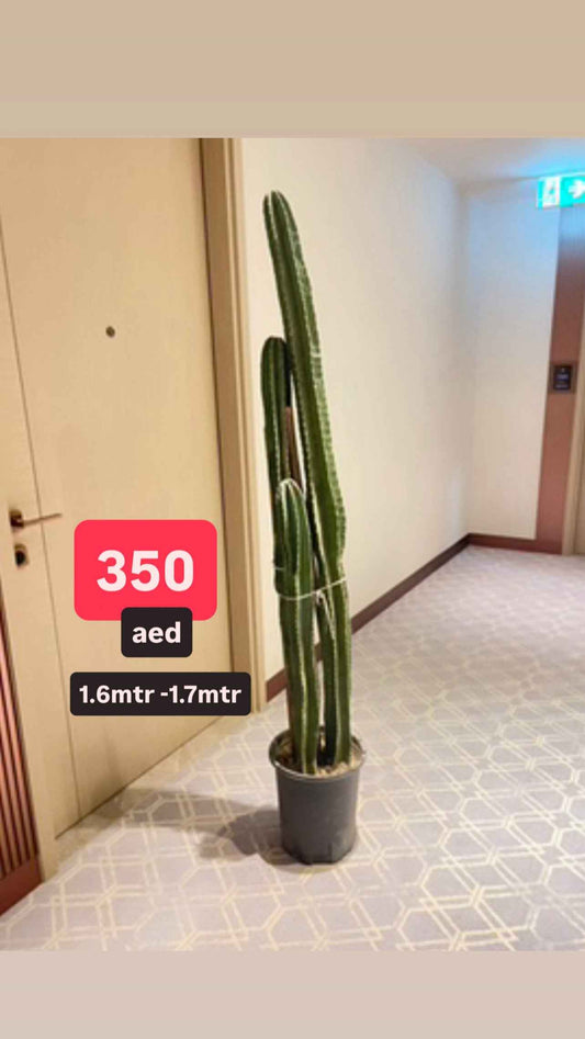 Cactus Long 3 Head 160cm - 170cm | Cereus Peruvianus | Apple Cactus