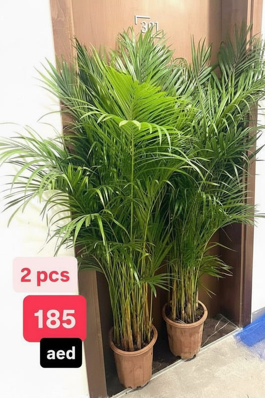 Areca Palm 2PCS COMBO 150cm-160cm | Indoor