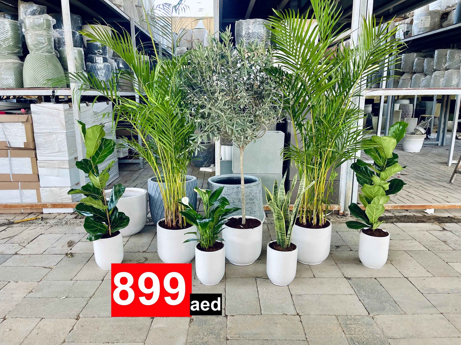 7 Office or Home Plants Potted COMBO: Olive Tree | 2 Areca Palm | 2 Fiddle leaf | Peace Lily | Snake Plant | in CERAMIC Pots
