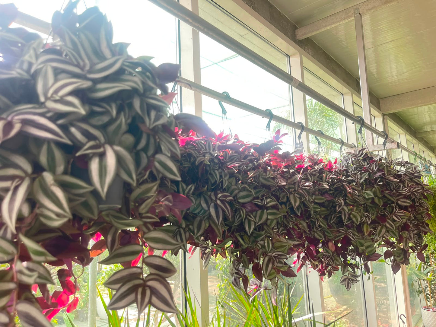 Tradescantia Zebrina Purpusii LARGE - Bushy