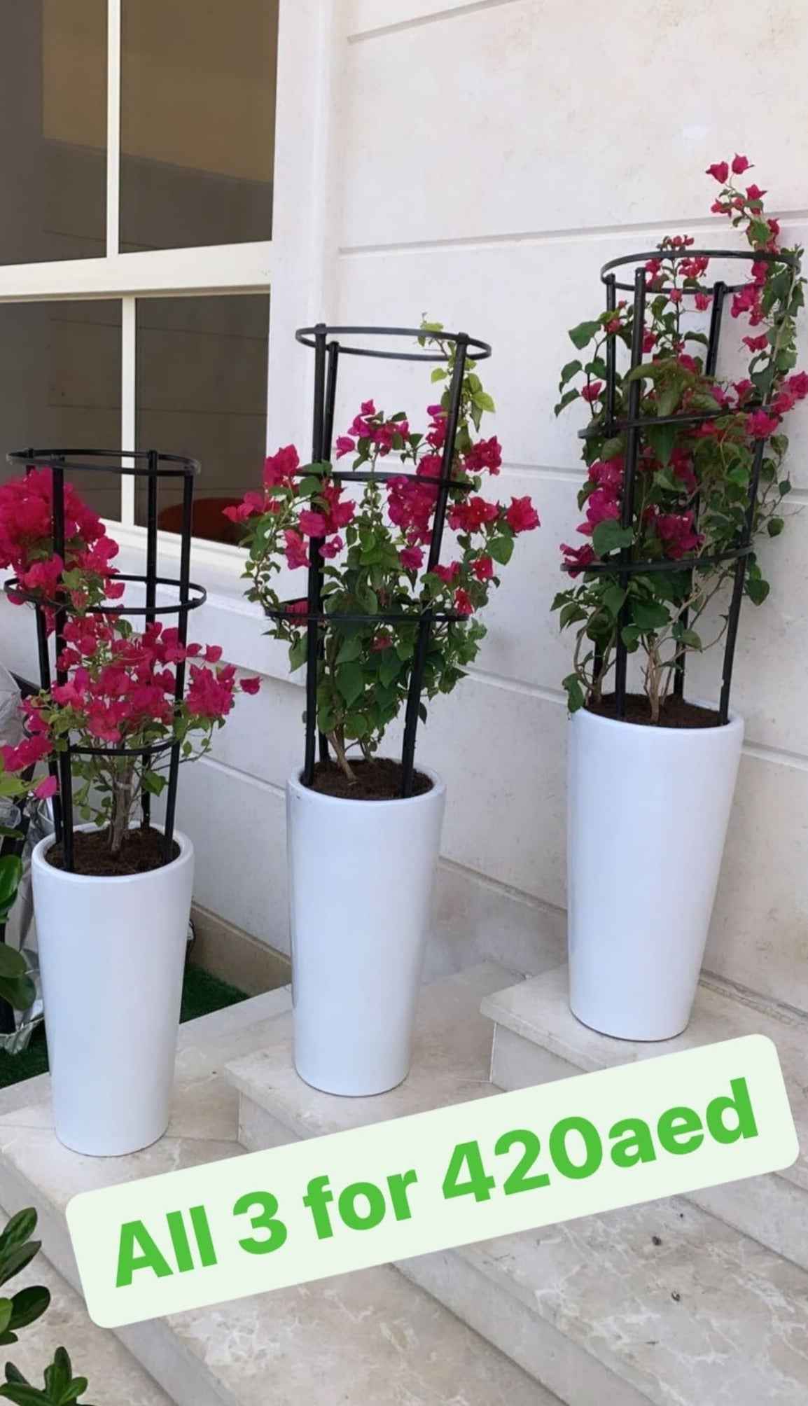 Bundle Pack: 3pcs in Ceramic Pots