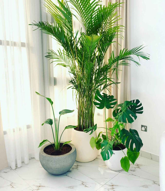 COMBO: 3 XL Indoor Plants in FiberClay Pot