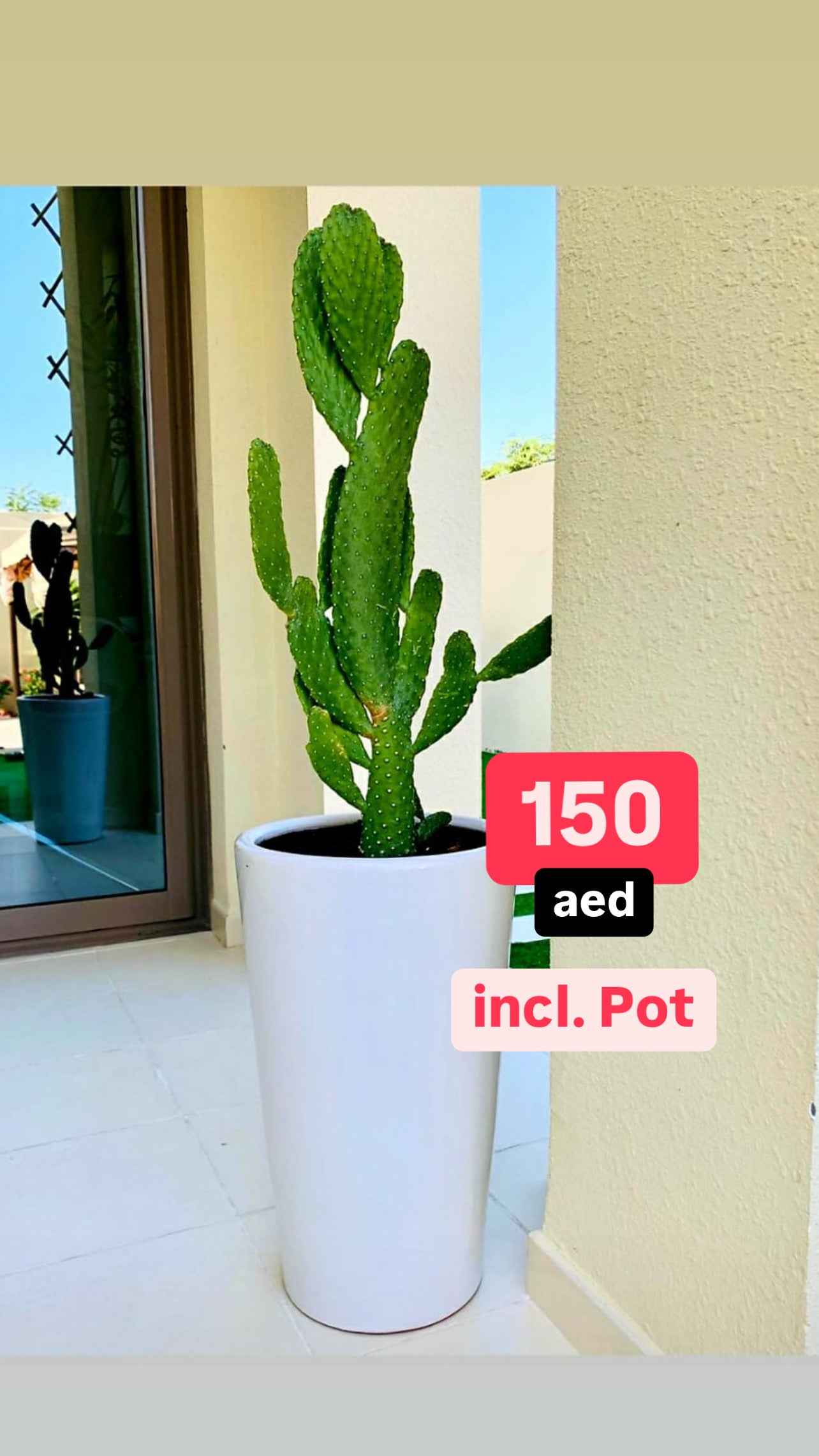 Opuntia Consolea in White Ceramic Pot / Cactus