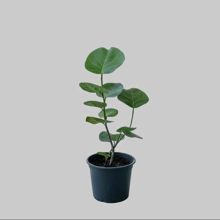 Coccoloba uvifera Or Seagrape 40cm - 50cm