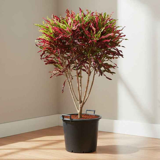 Colorburst Croton 1.2 mtr