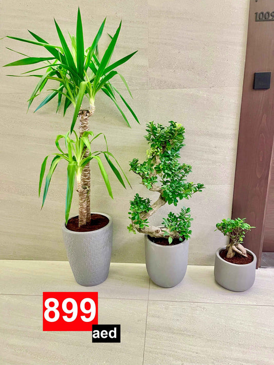 Combo: 3 Indoor Plants in FiberPots | Yucca | S-Shape ficus Bonsai | Bonsai
