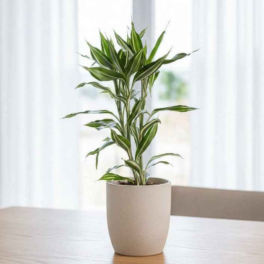 Dracaena sanderiana Lemon Stripe 20cm - 30cm
