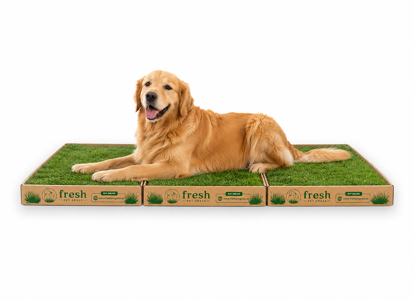 Fresh Pet Grass - Dog Potty Grass