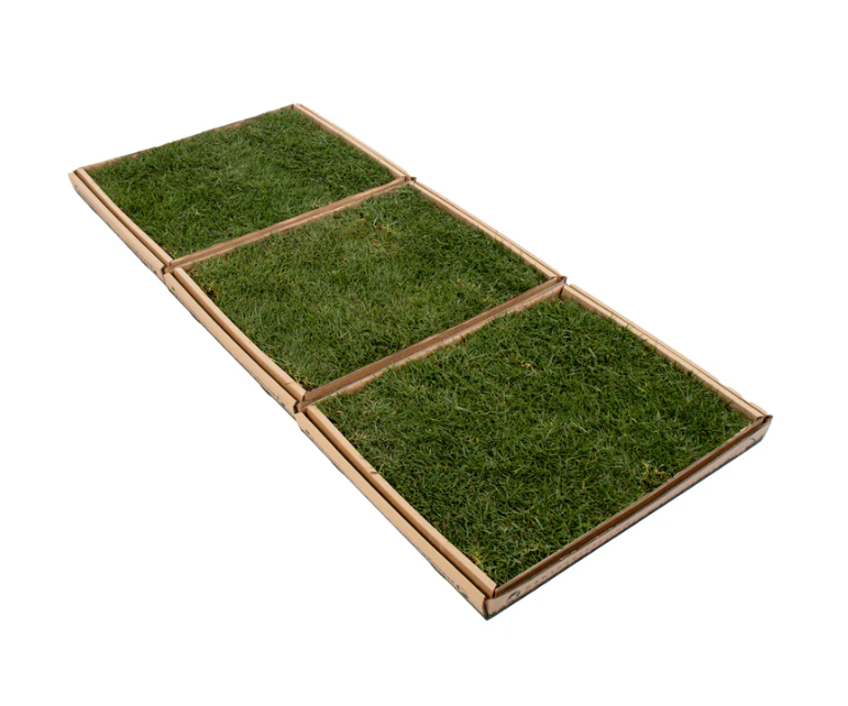 Fresh Pet Grass - Dog Potty Grass