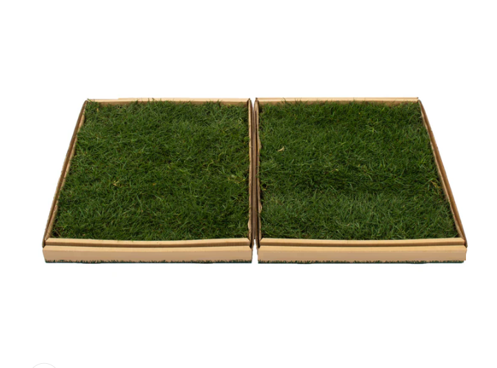 Fresh Pet Grass - Dog Potty Grass