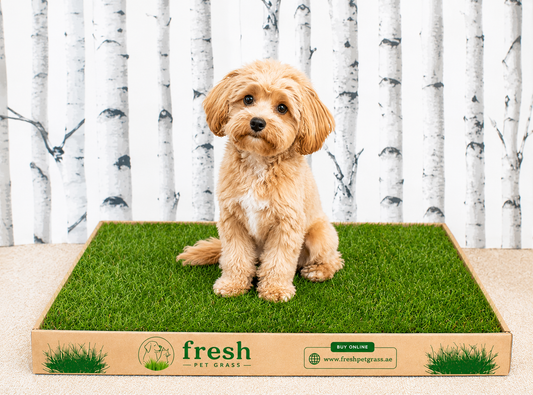 Fresh Pet Grass - Dog Potty Grass