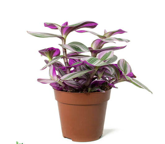 Pink Tradescantia Fantasy Venice Plant 5cm-10cm Indoor Nanouk