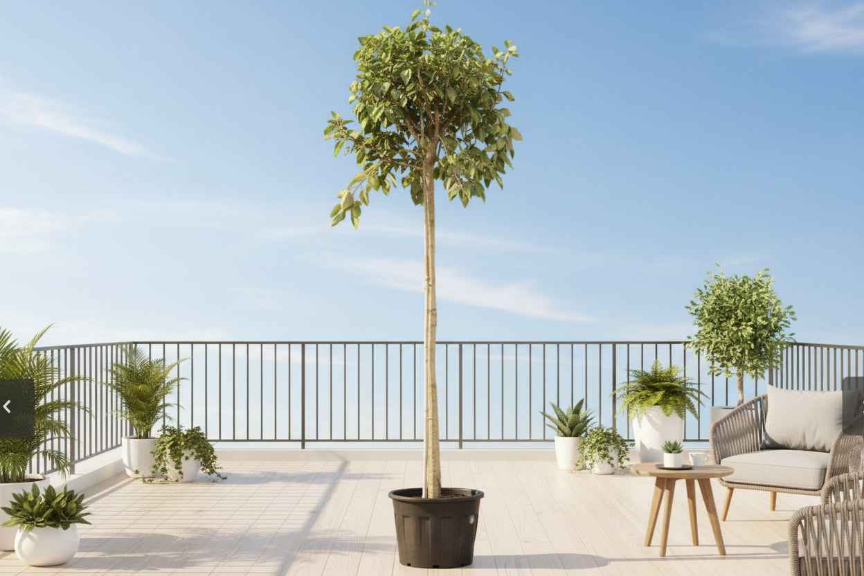 Variegated Council Tree