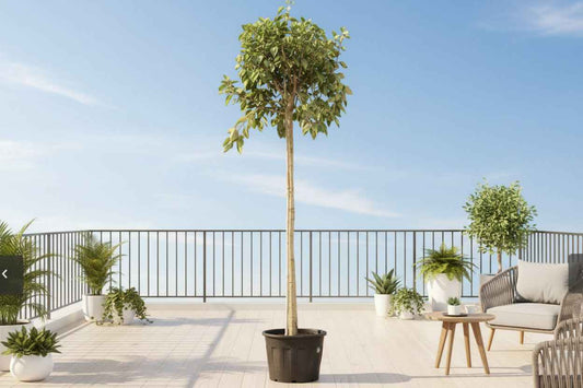 Variegated Council Tree