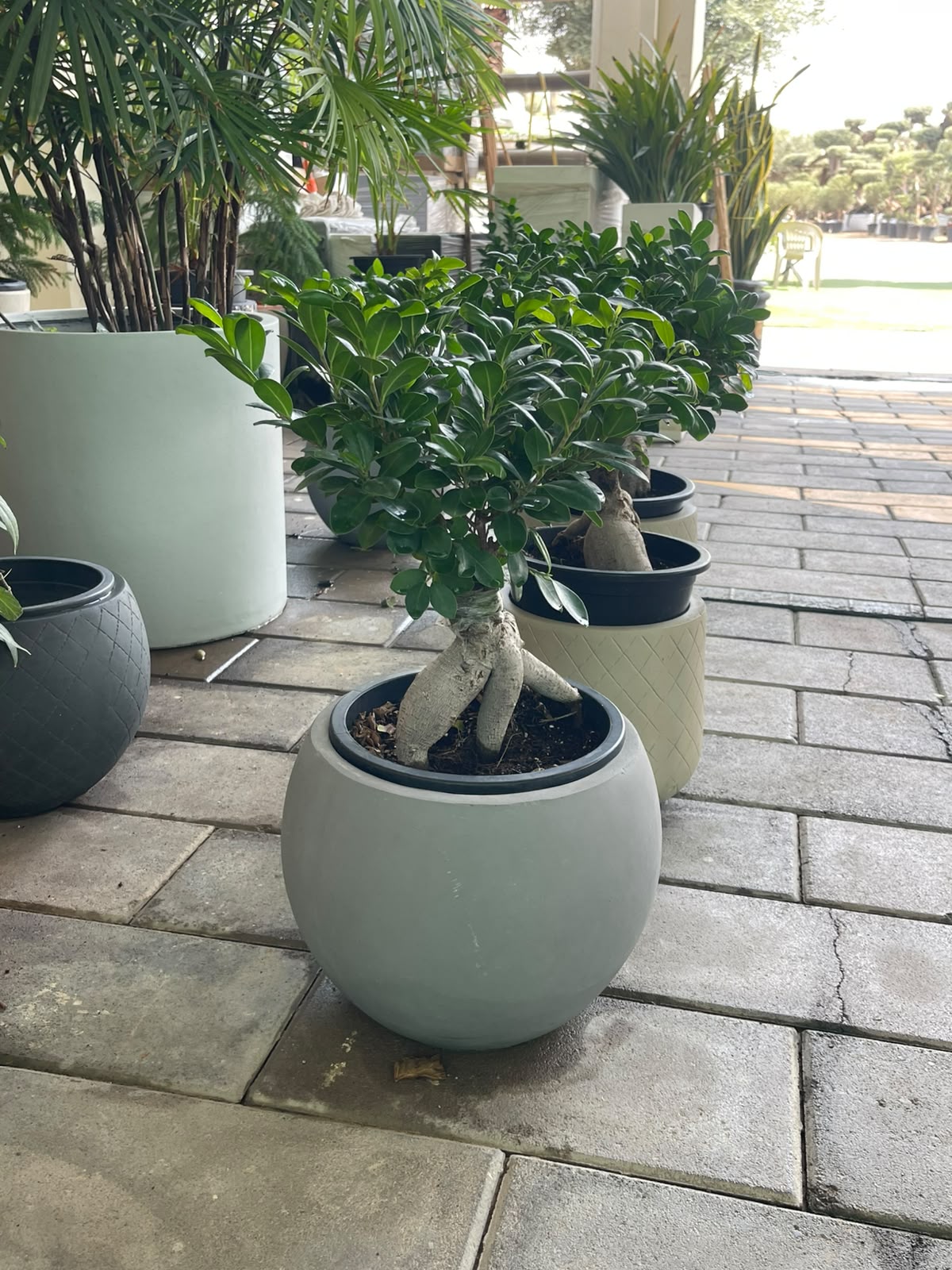 Ficus Microcarpa Ginseng Bonsai in FiberClay Pot (overall 40cm-50cm)