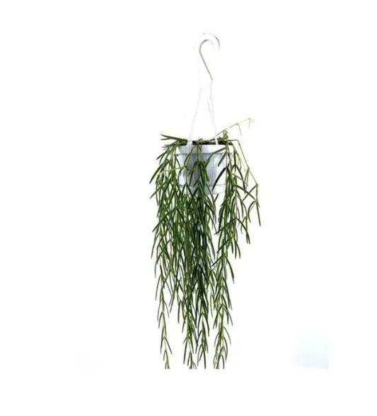 Hanging Rhipsalis 80cm (Mistletoe Cactus) in White Pot - Healthy Trailing Plant