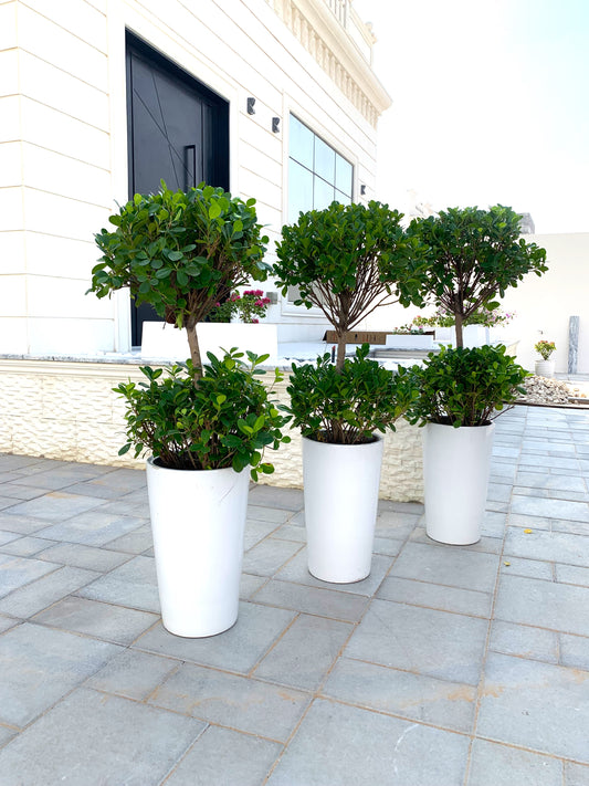 3pcs Potted Ficus Panda Plants 2 Head/Tier Ceramic Pot (L) - Outdoor Plant Set of 3